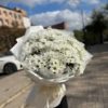 хризантемы донецк